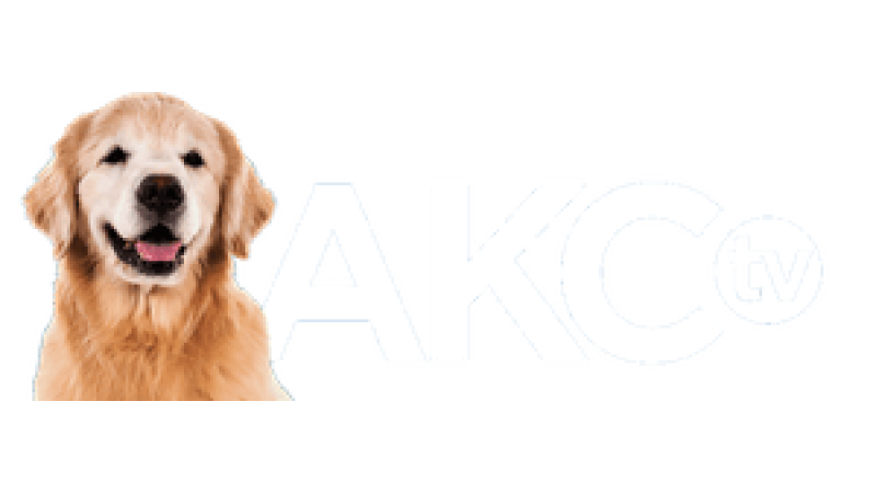 AKC TV Puppies